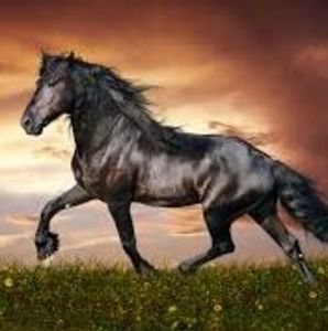 Meet your Posher, Llanio